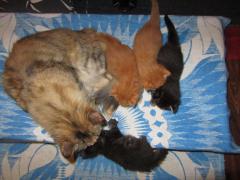 Котята мейн кун (IMG_0927)