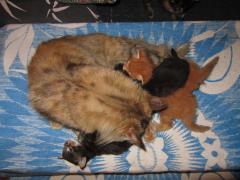 Котята мейн кун (IMG_0930)
