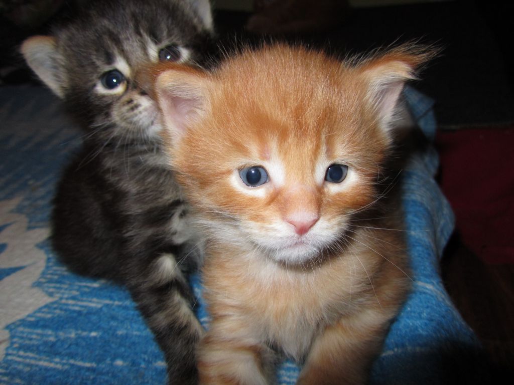 Котята мейн кун (IMG_0934)