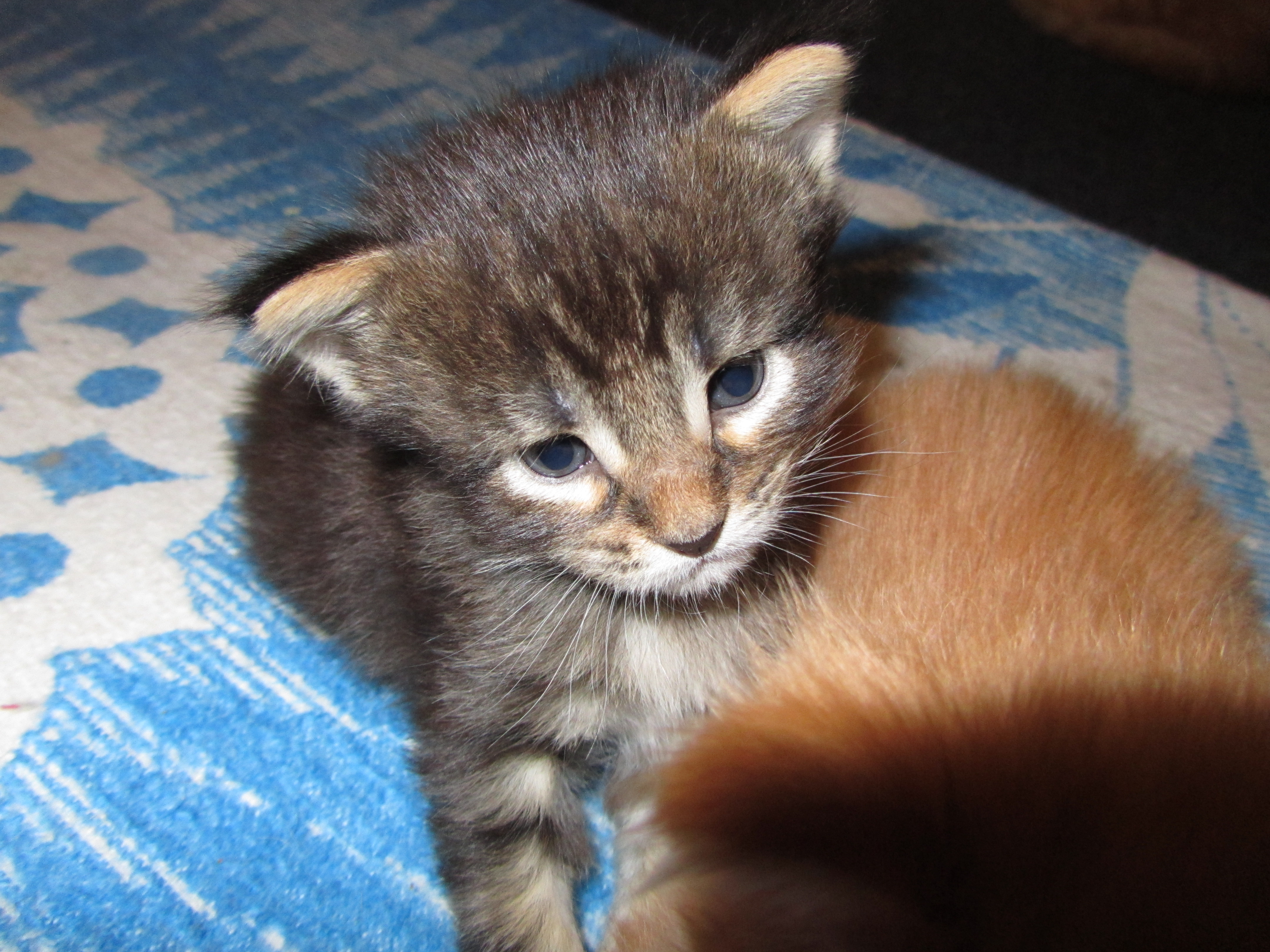 Котята мейн кун (IMG_0936)