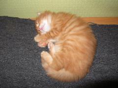 Котята мейн кун (IMG_0942)