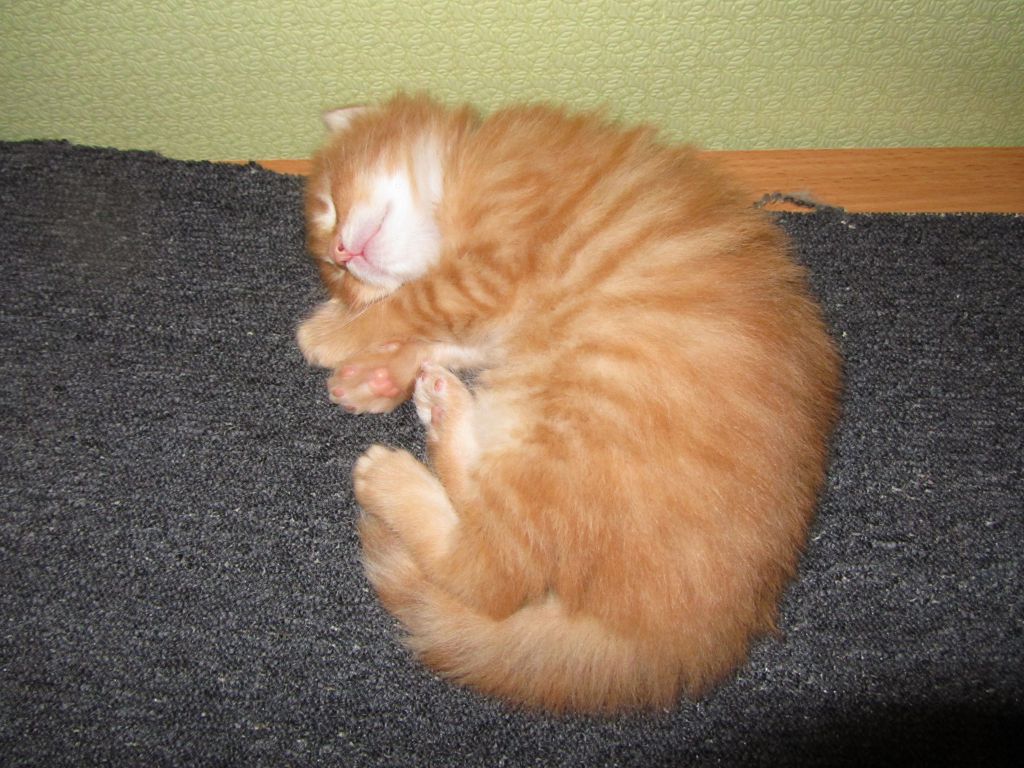 Котята мейн кун (IMG_0942)