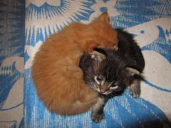 Котята мейн кун (IMG_0943)