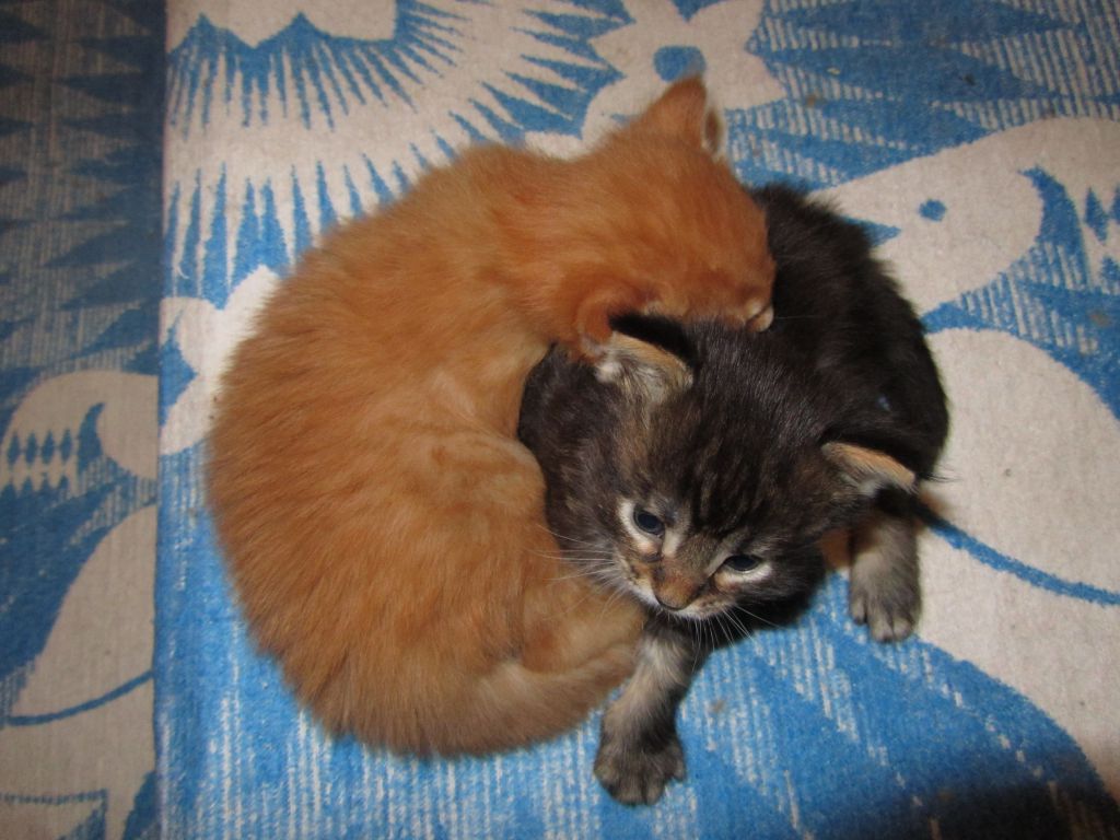 Котята мейн кун (IMG_0943)