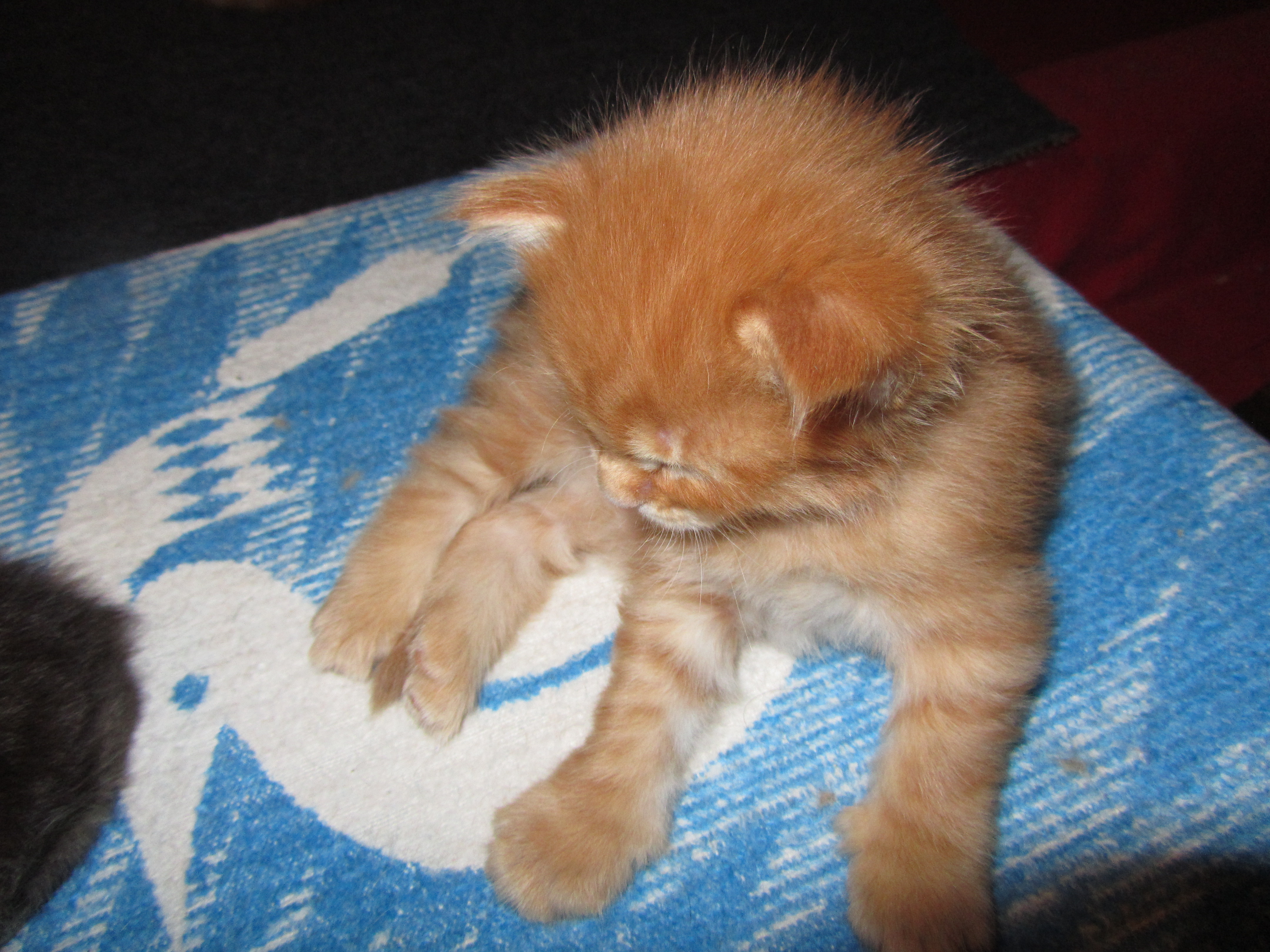 Котята мейн кун (IMG_0946)