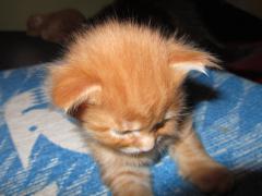 Котята мейн кун (IMG_0948)