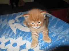 Котята мейн кун (IMG_0949)