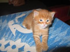 Котята мейн кун (IMG_0950)