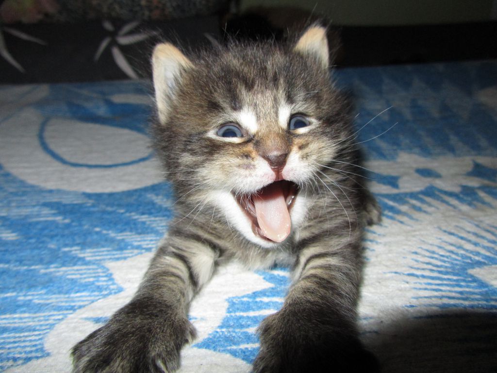 Котята мейн кун (IMG_0955)