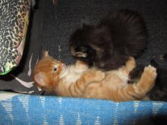 Котята мейн кун (IMG_0975)