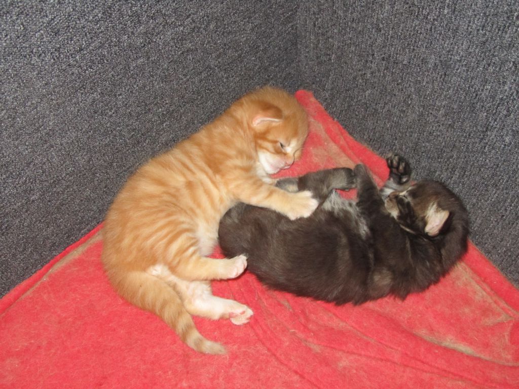 Котята мейн кун (IMG_0556)