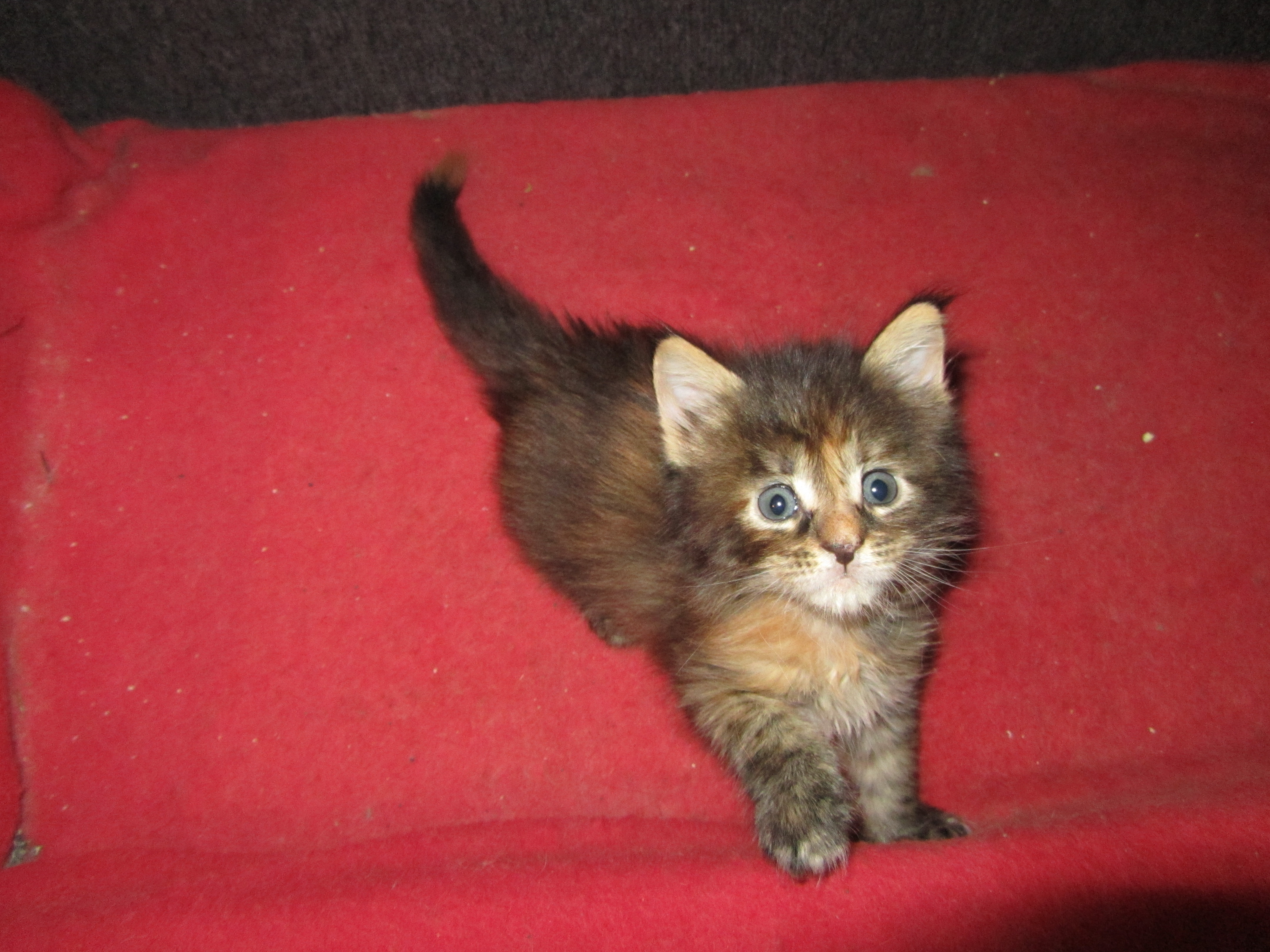 Котята мейн кун (IMG_0988)
