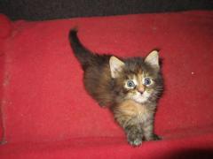 Котята мейн кун (IMG_0988)