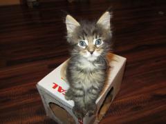 Котята мейн кун (IMG_0994)