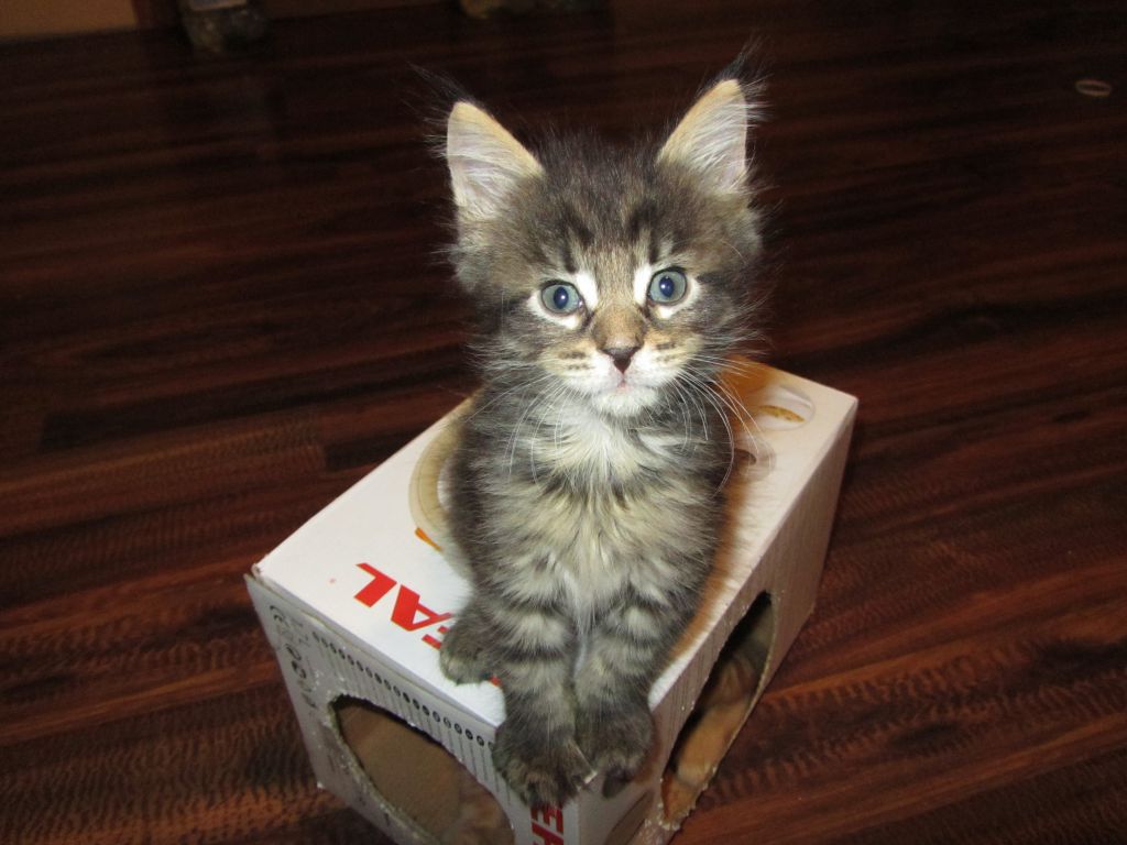 Котята мейн кун (IMG_0994)