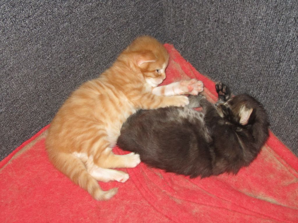 Котята мейн кун (IMG_0557)
