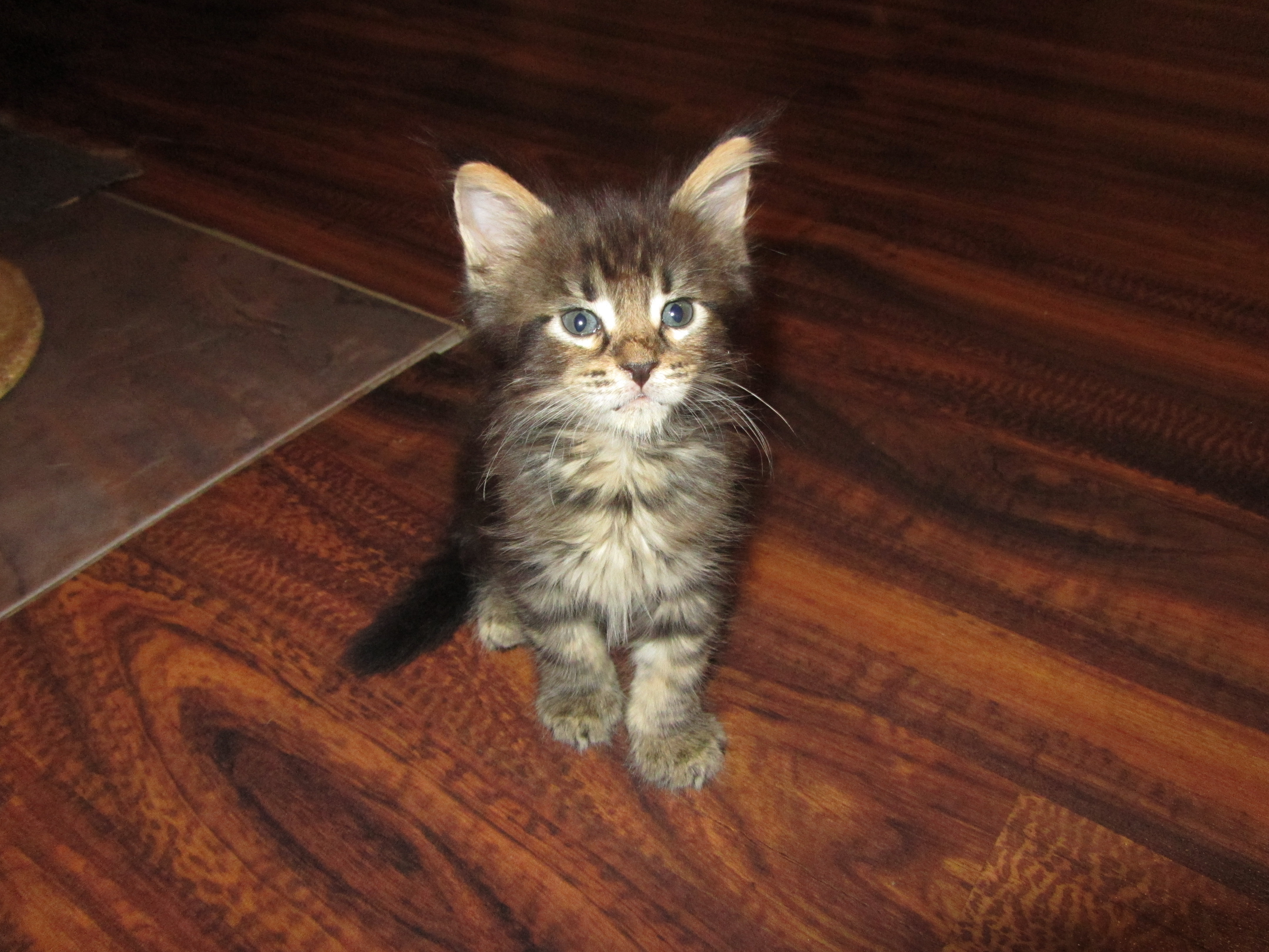 Котята мейн кун (IMG_0998)