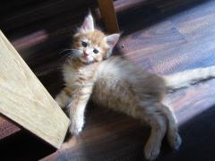 Котята мейн кун (IMG_1009)