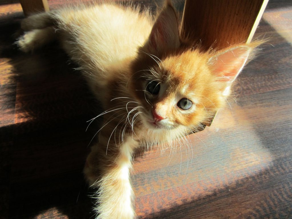 Котята мейн кун (IMG_1012)