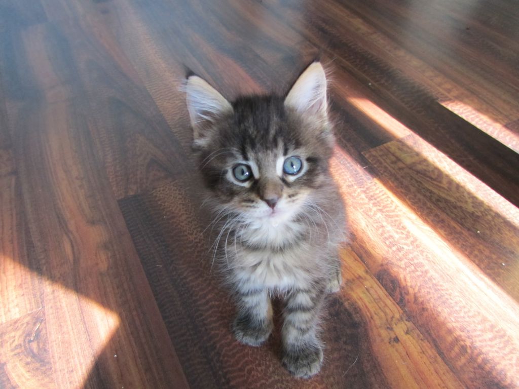Котята мейн кун (IMG_1015)