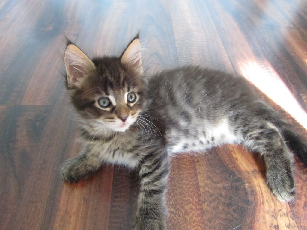 Котята мейн кун (IMG_1018)