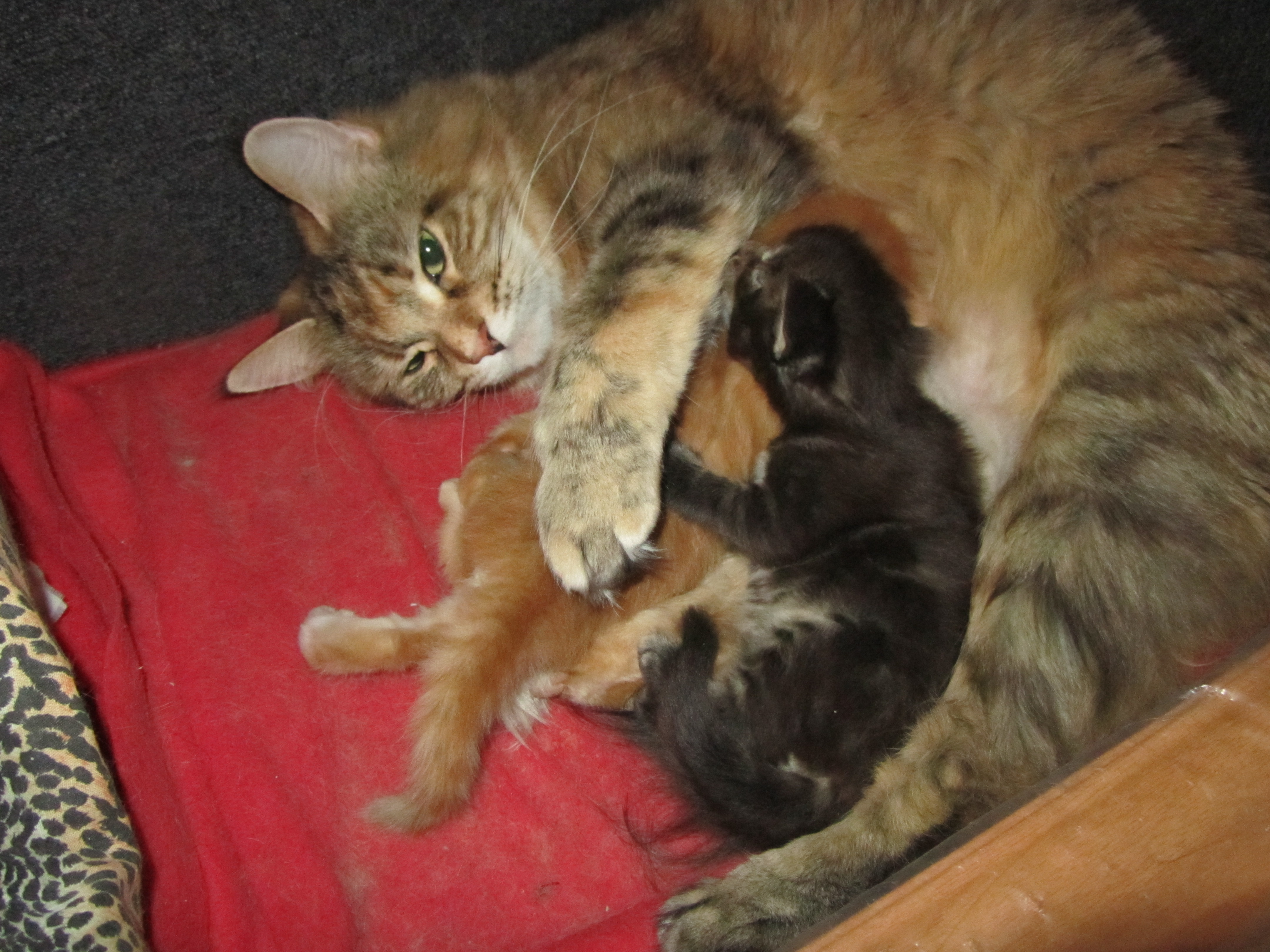 Котята мейн кун (IMG_0561)