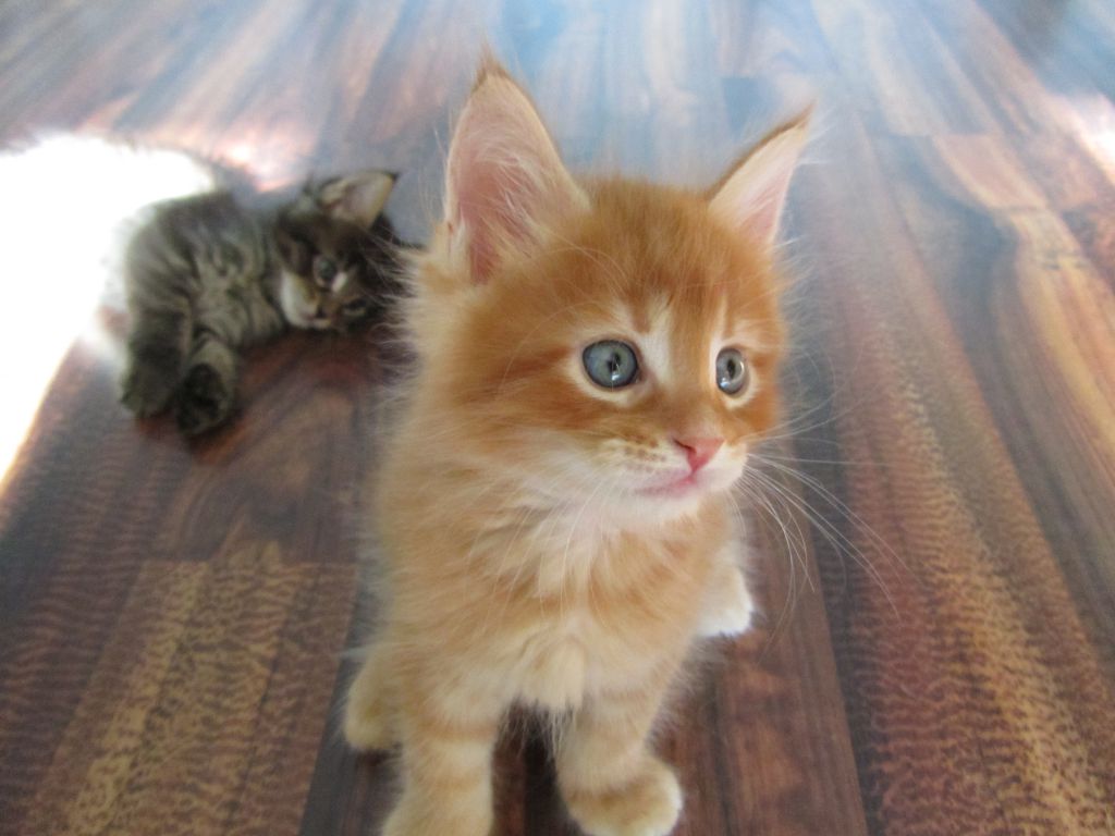 Котята мейн кун (IMG_1036)