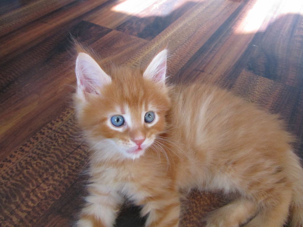 Котята мейн кун (IMG_1038)