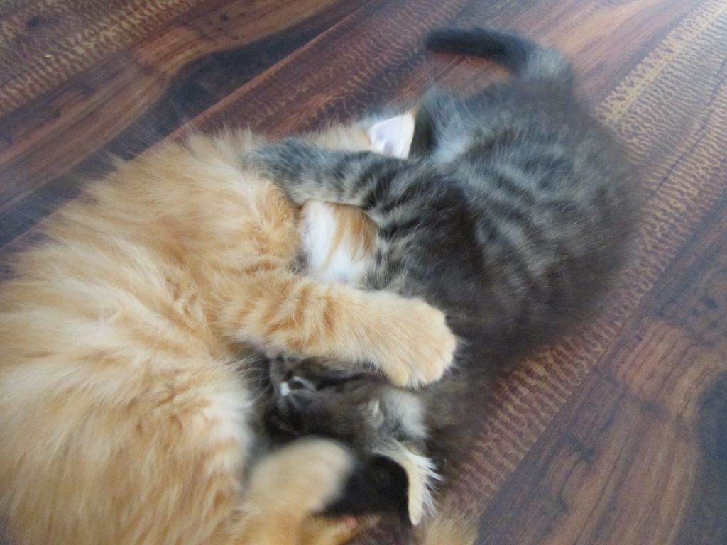 Котята мейн кун (IMG_1043)
