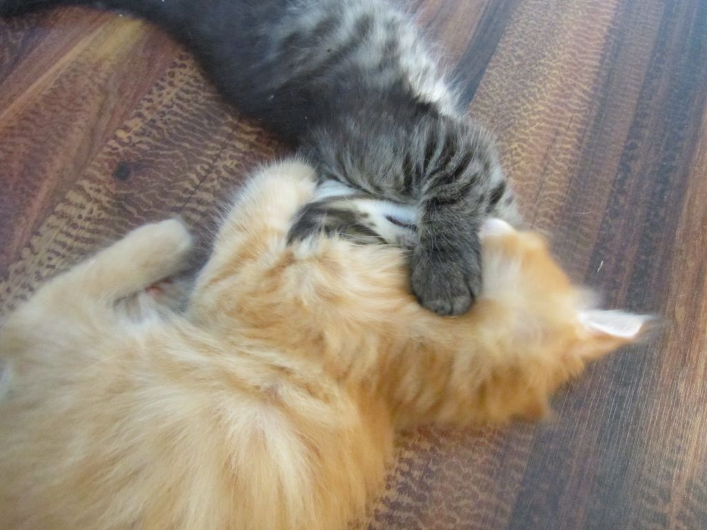 Котята мейн кун (IMG_1044)