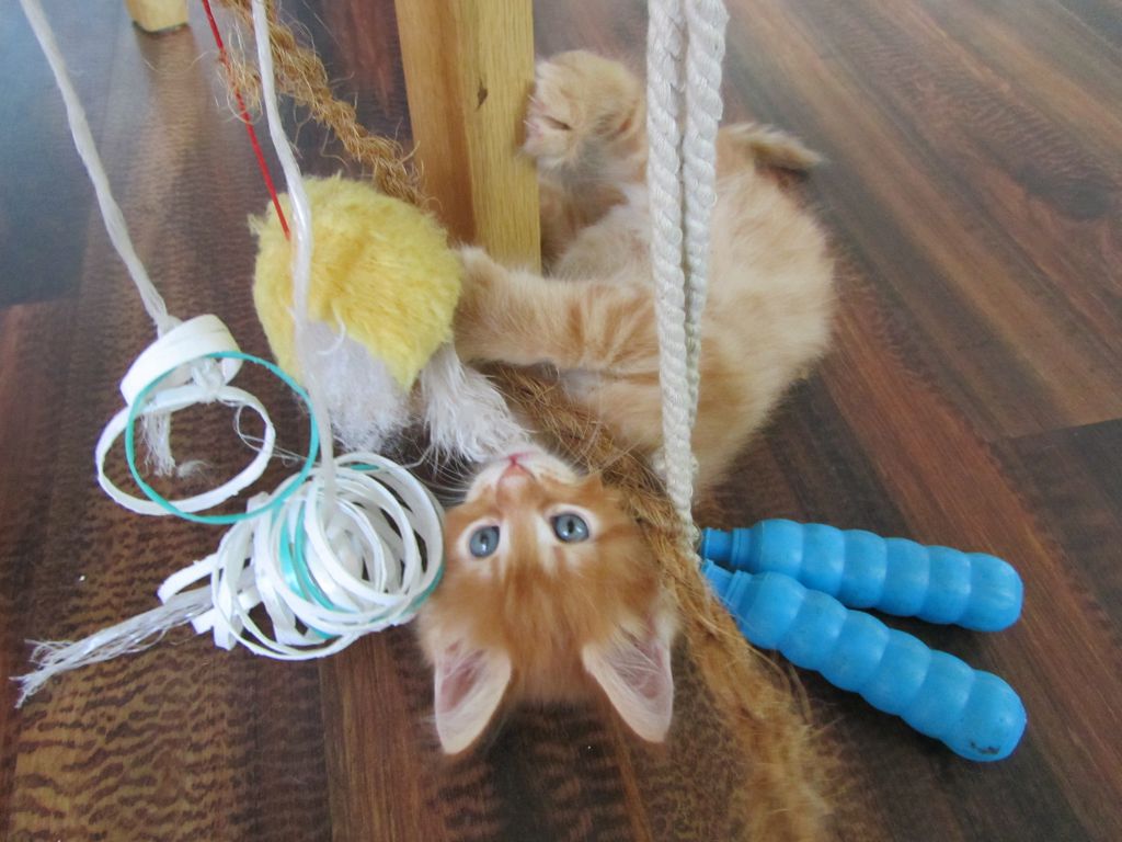 Котята мейн кун (IMG_1052)