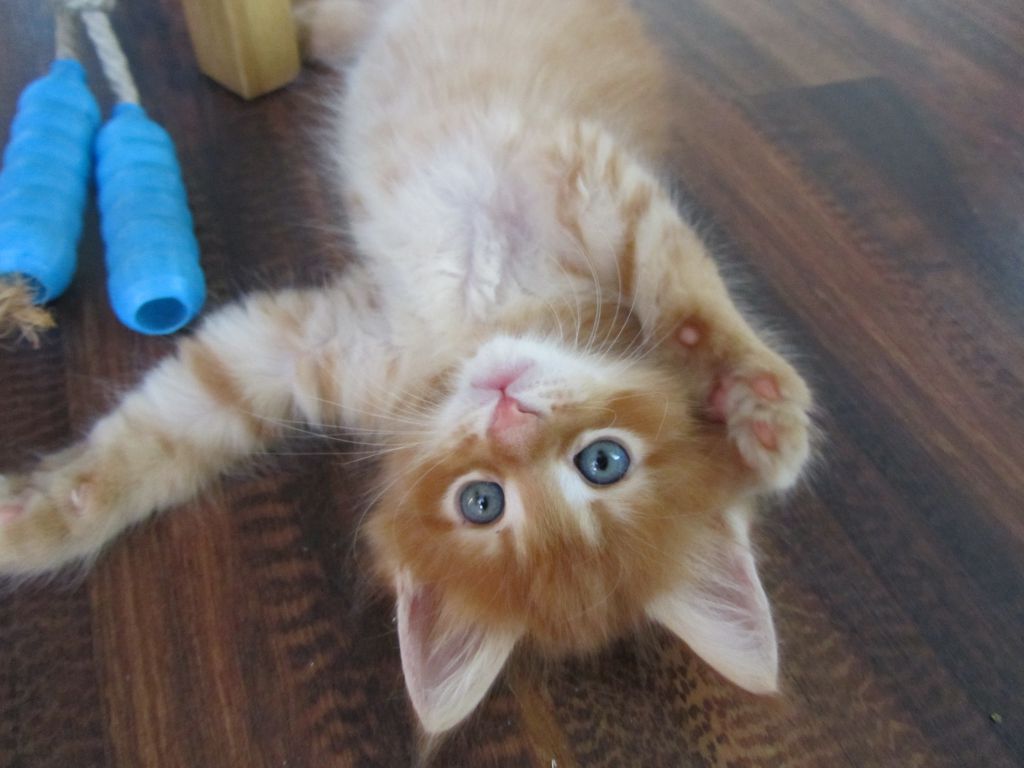 Котята мейн кун (IMG_1061)