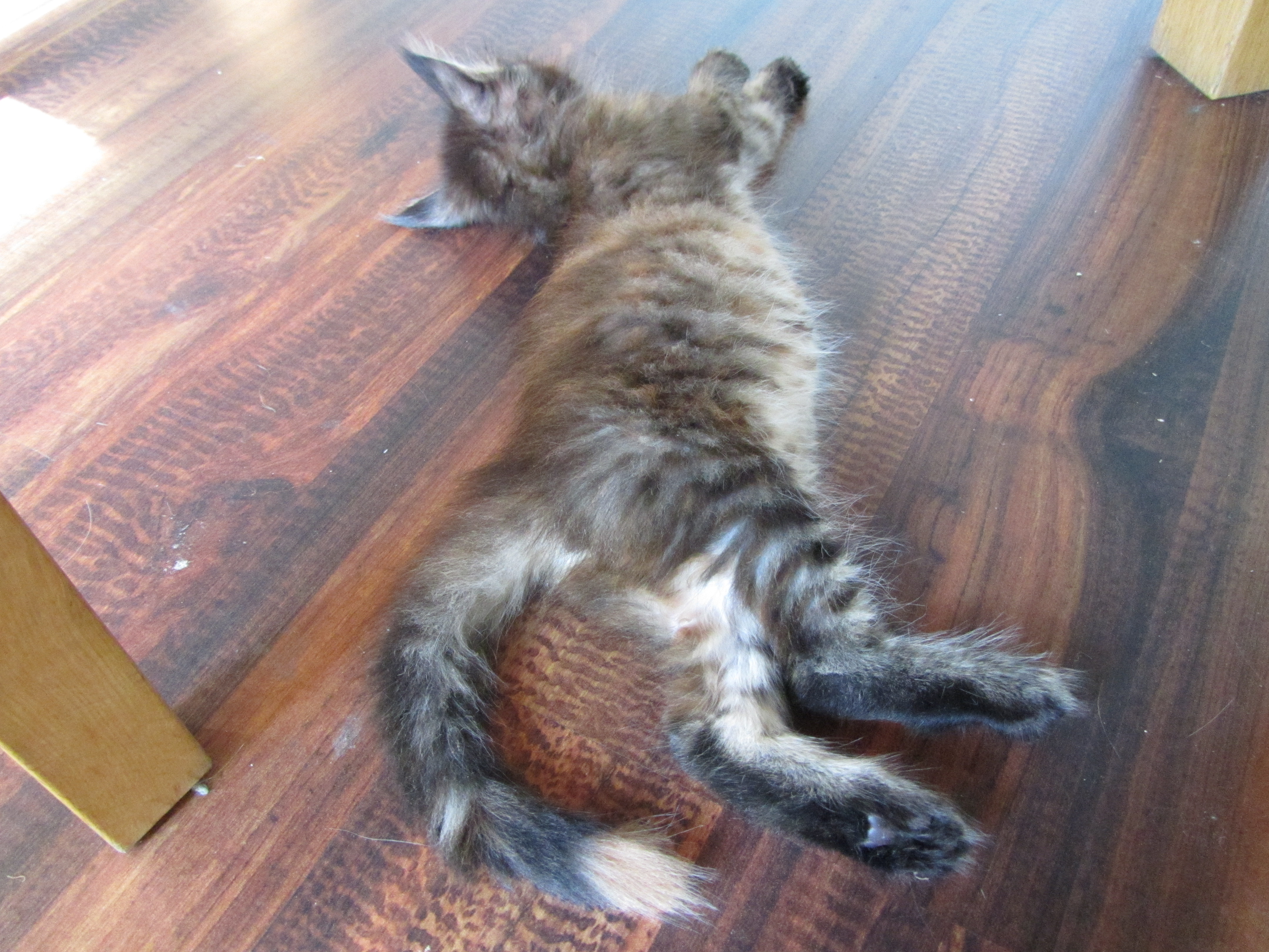 Котята мейн кун (IMG_1067)
