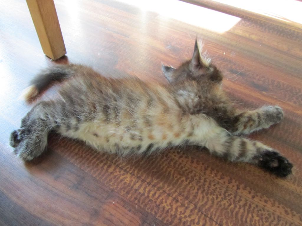 Котята мейн кун (IMG_1069)