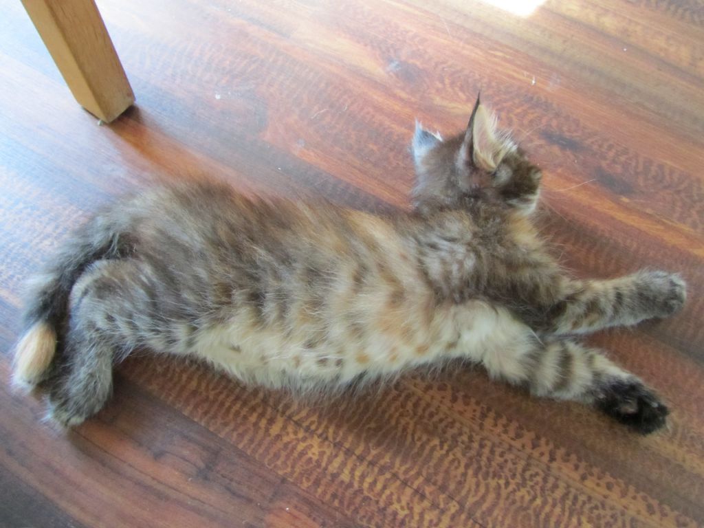 Котята мейн кун (IMG_1071)