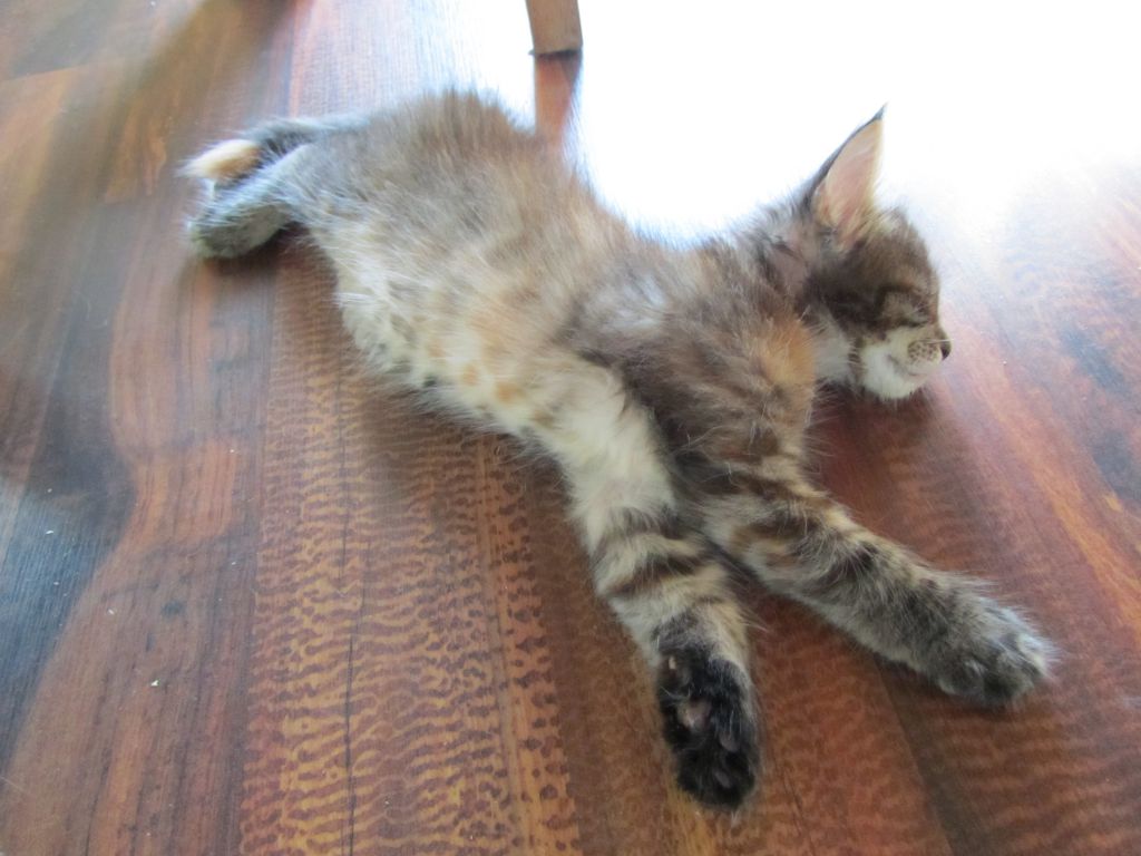 Котята мейн кун (IMG_1072)