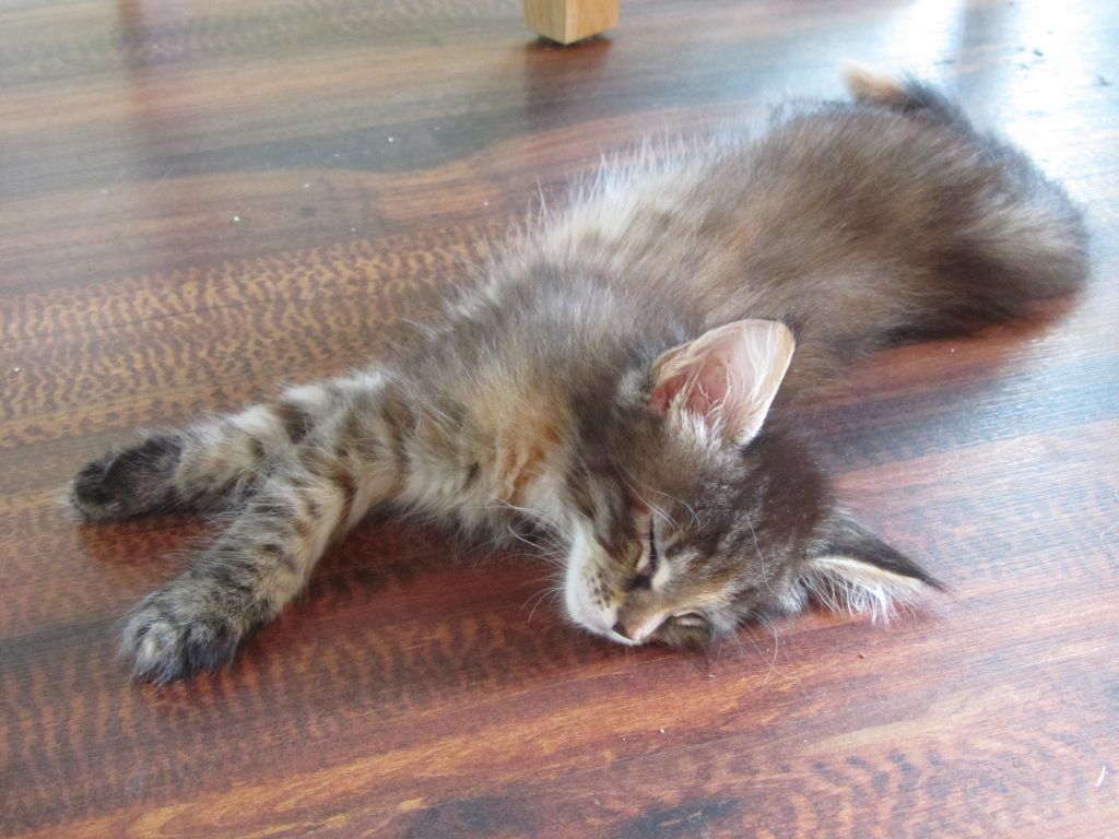 Котята мейн кун (IMG_1073)