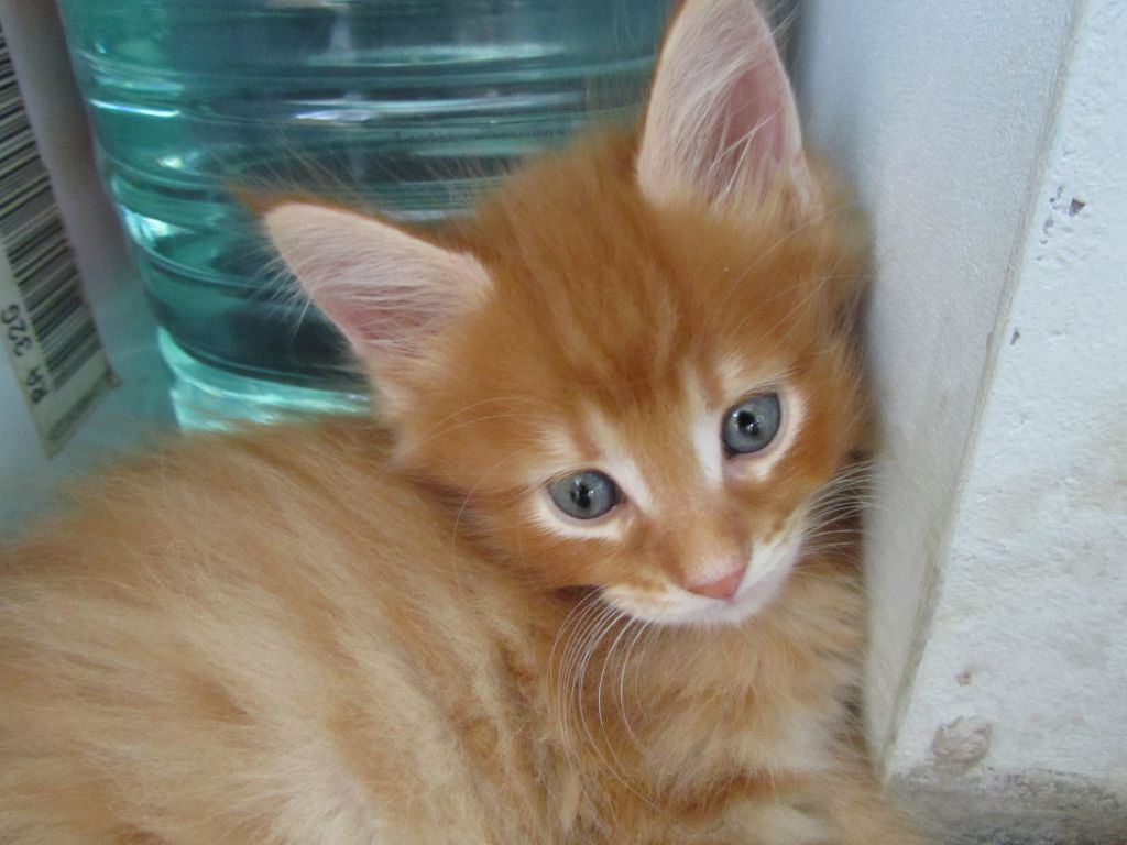 Котята мейн кун (IMG_1087)