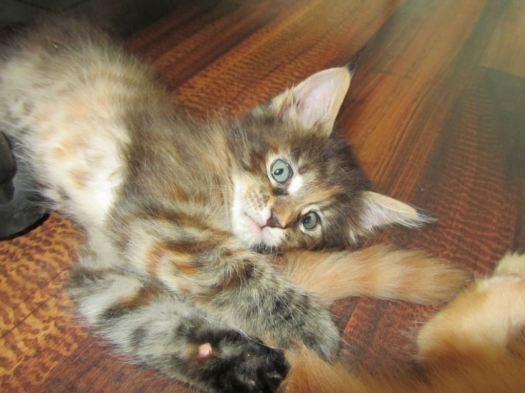 Котята мейн кун (IMG_1112)