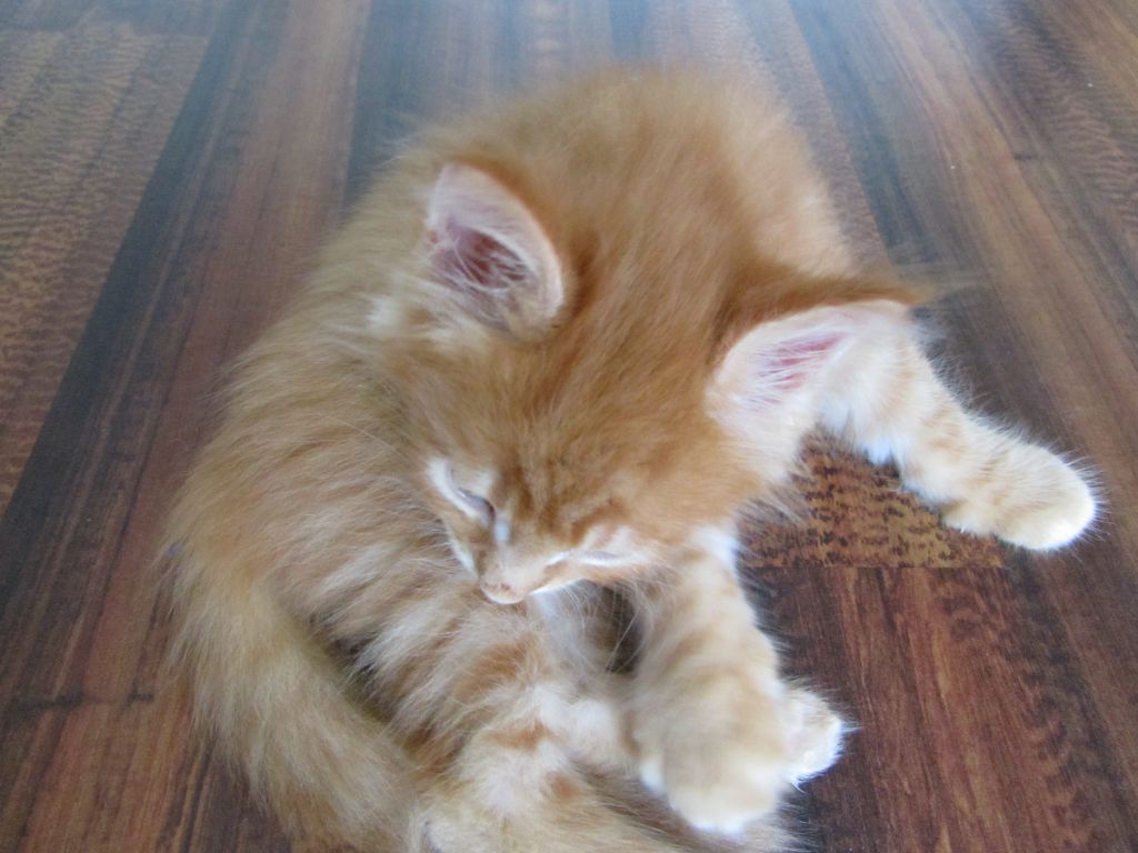 Котята мейн кун (IMG_1116)