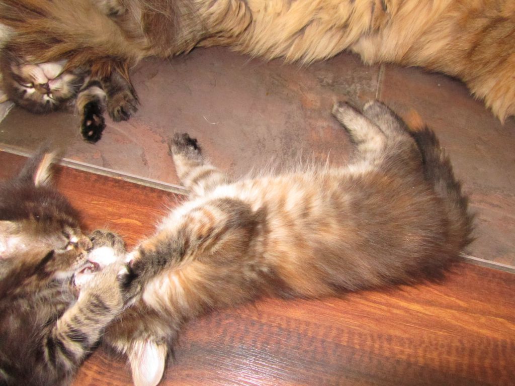 Котята мейн кун (IMG_1118)