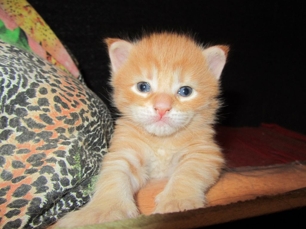 Котята мейн кун (IMG_0564)