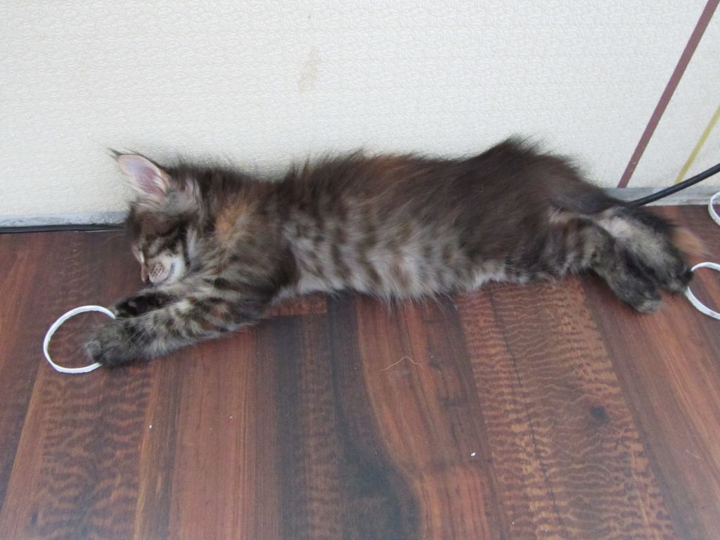 Котята мейн кун (IMG_1169)