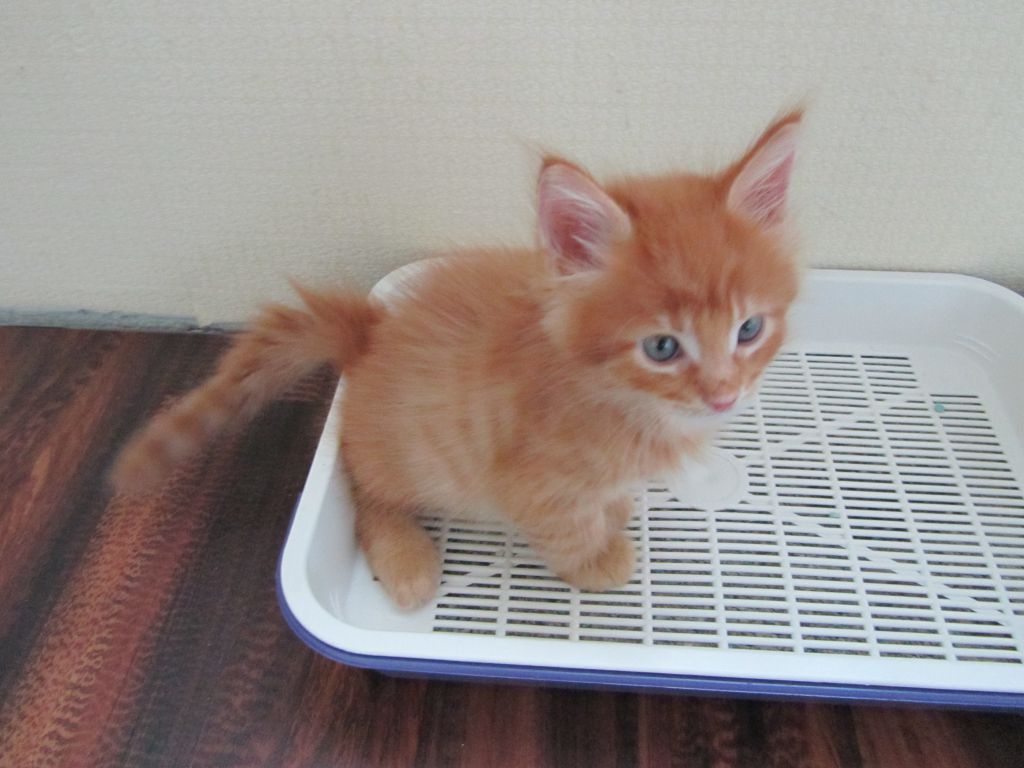 Котята мейн кун (IMG_1172)