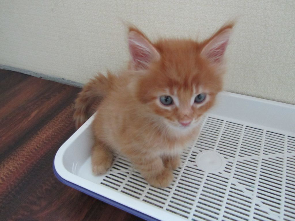 Котята мейн кун (IMG_1173)