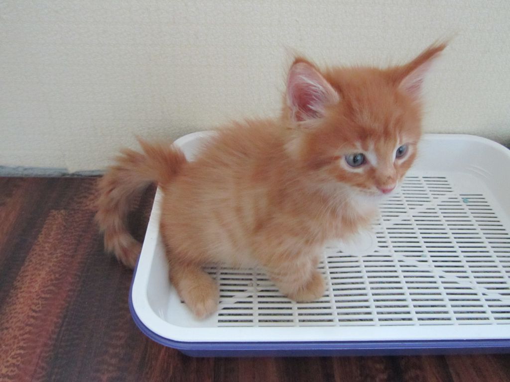 Котята мейн кун (IMG_1174)