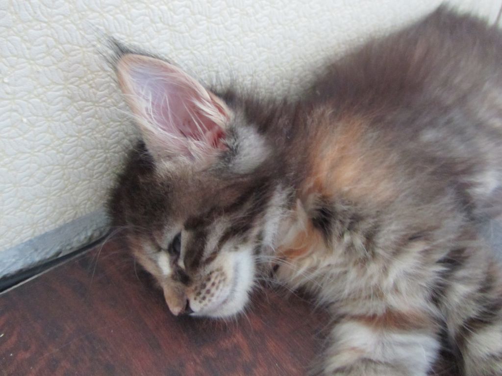 Котята мейн кун (IMG_1177)