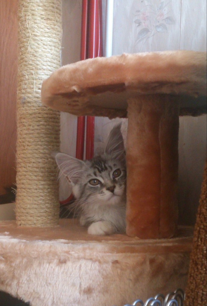 Кошка мейн кун Мурра (4lCj6X70Yhs)