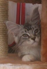 Кошка мейн кун Мурра (4lCj6X70Yhs)