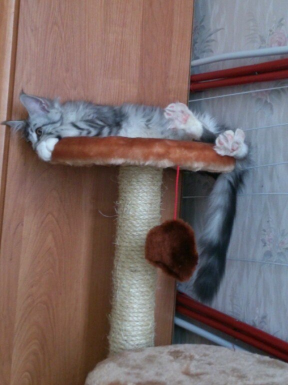 Кошка мейн кун Мурра (eGUeo1wLm2Y)